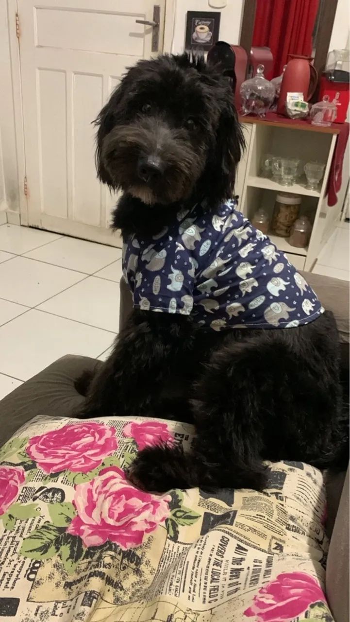 Filhote de Cachorro Preto - Raça Indefinida - Foto 2
