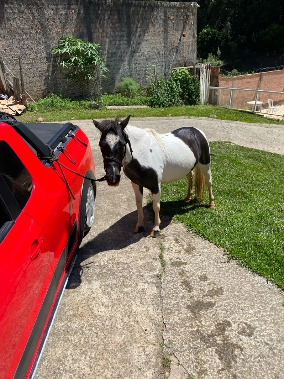 Linda Ponei 92 fêmea  - Foto 2