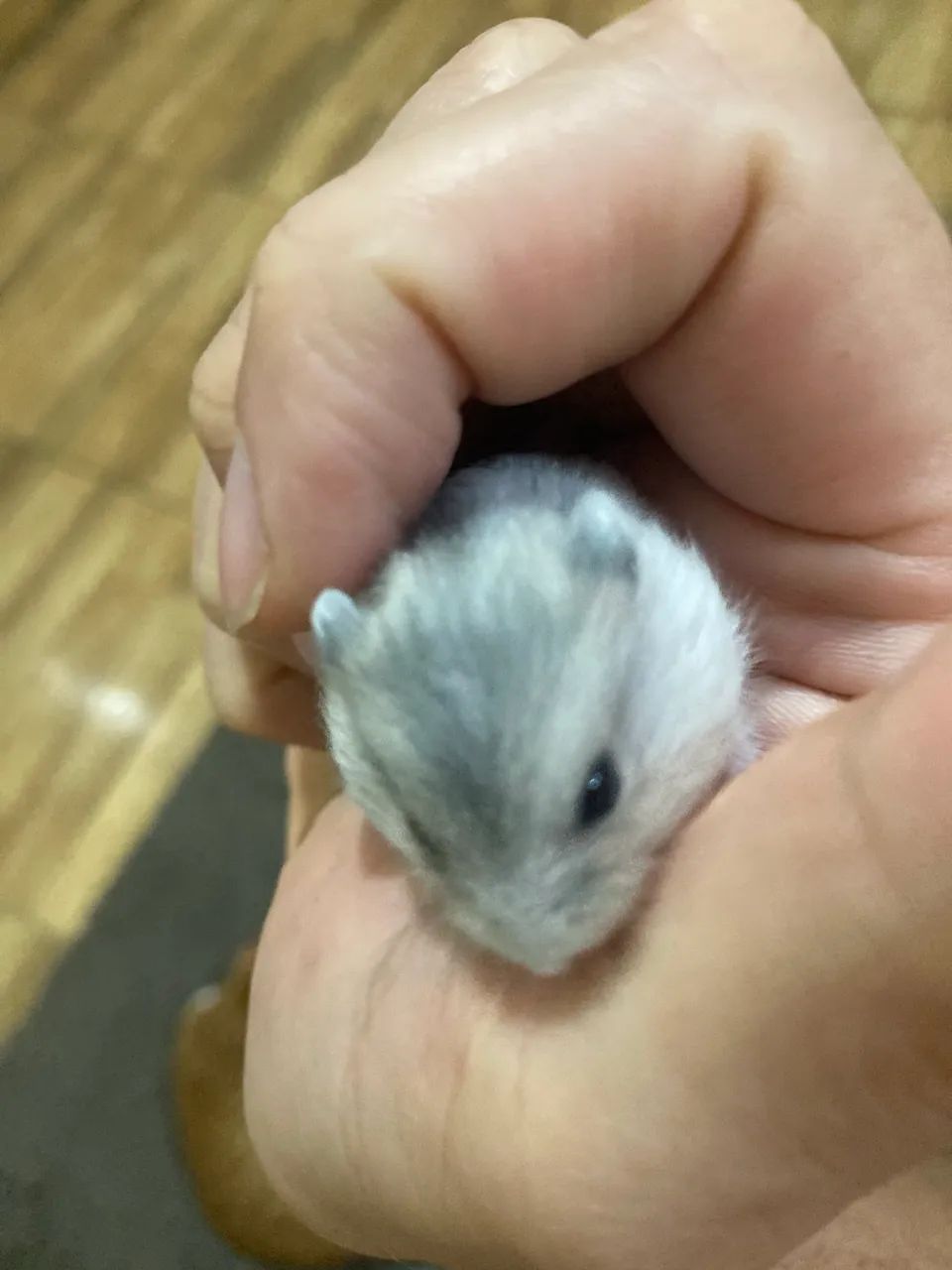 Hamster Anão Russo * - Foto 4
