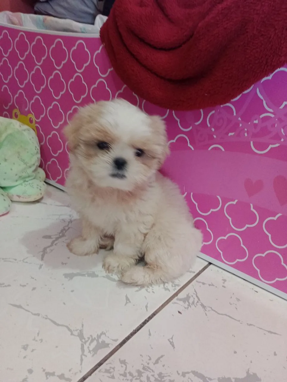 Shih Tzu filhote