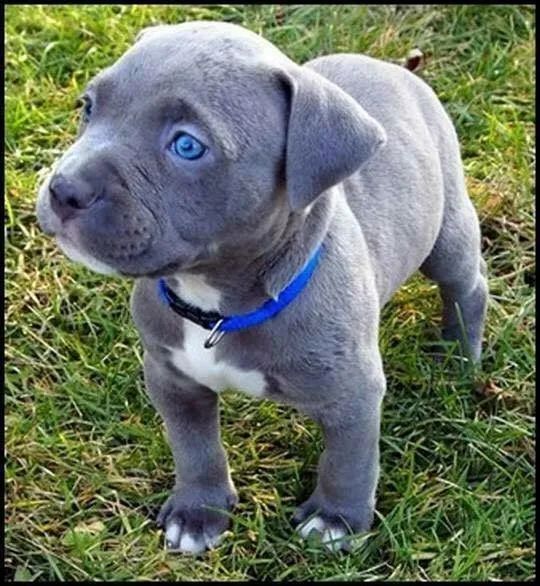 Filhote de Pitbull 