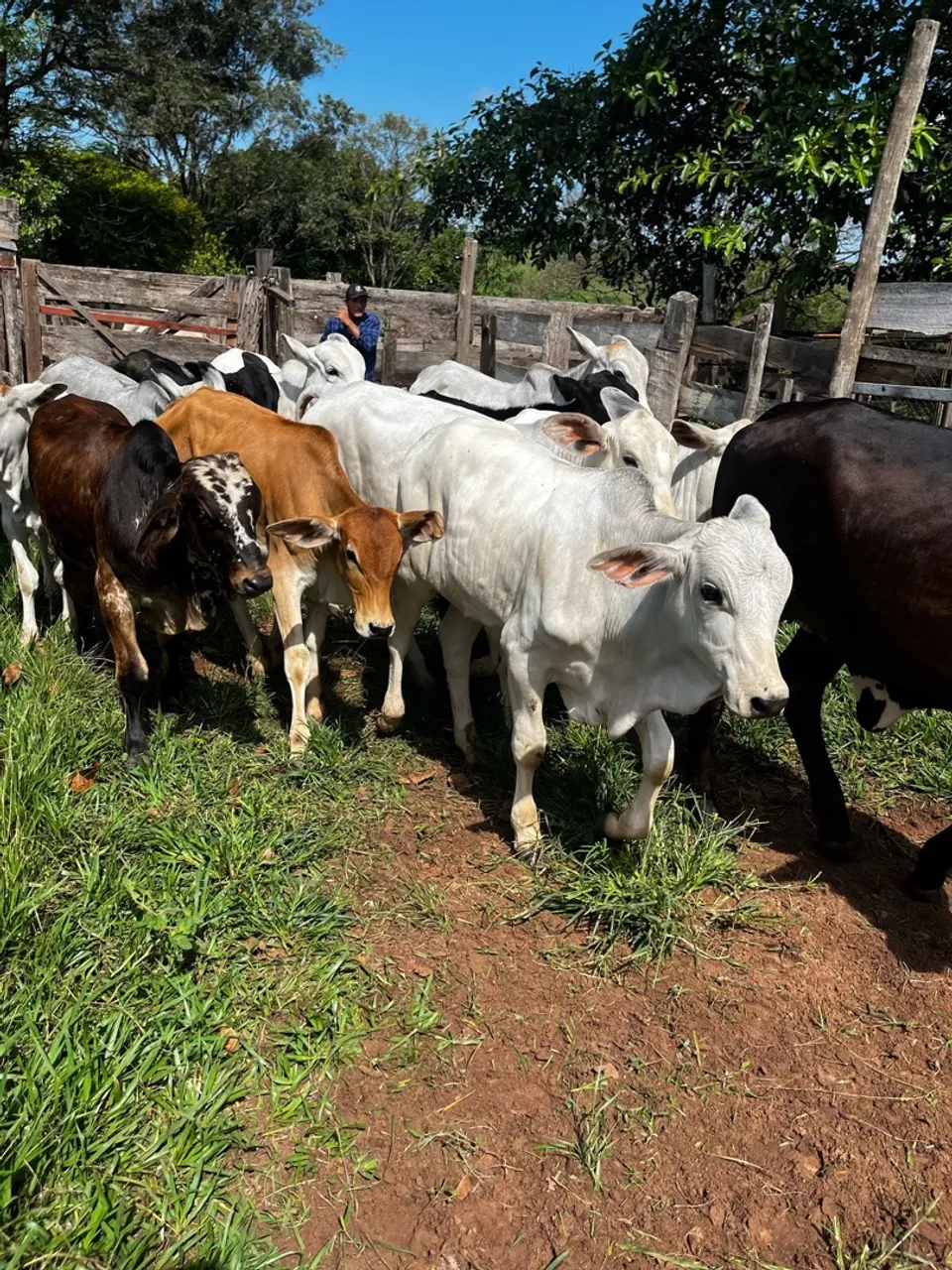 Bezerros Nelore para Venda