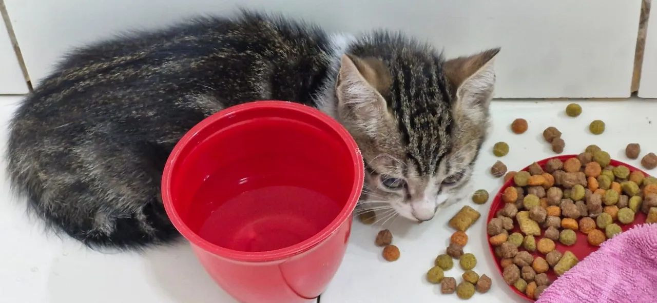Adote um Gatinho e Ganhe um Amigo para a Vida! ? - Foto 4