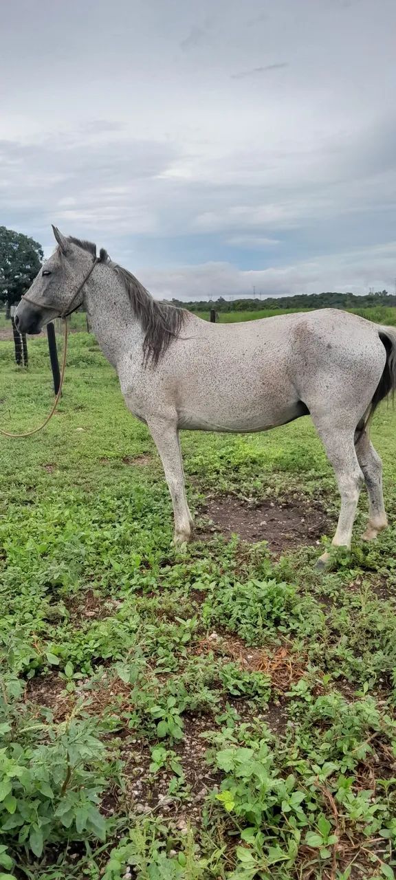 Cavalo vendo  valor  2000 - Foto 4