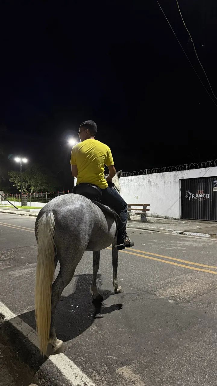 Cavalo marchador  - Foto 2