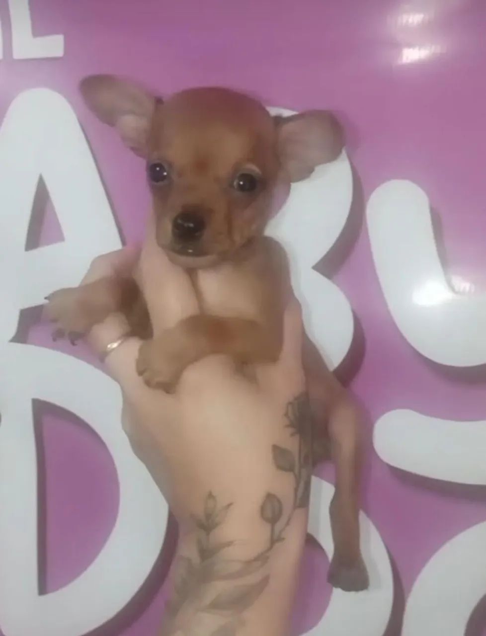 Lindos Filhotes de Pinscher zero aceitamos cartão até 12x  - Foto 3