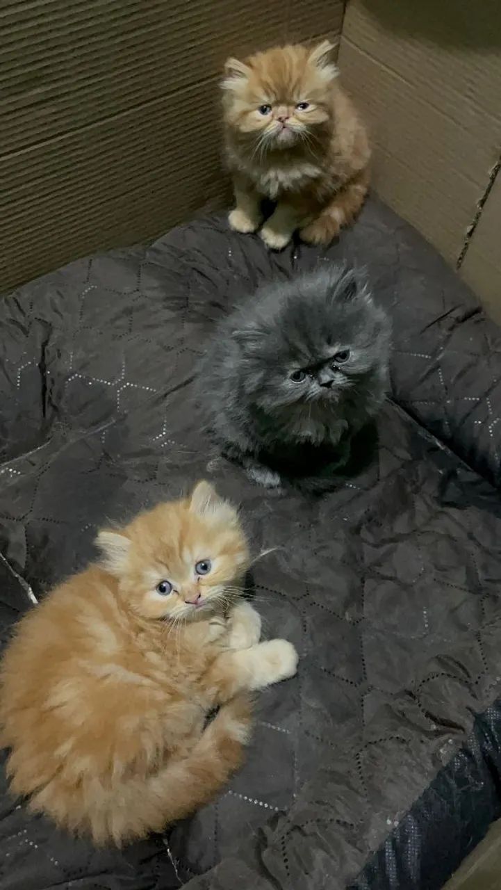 Gatinho Persa  - Foto 5