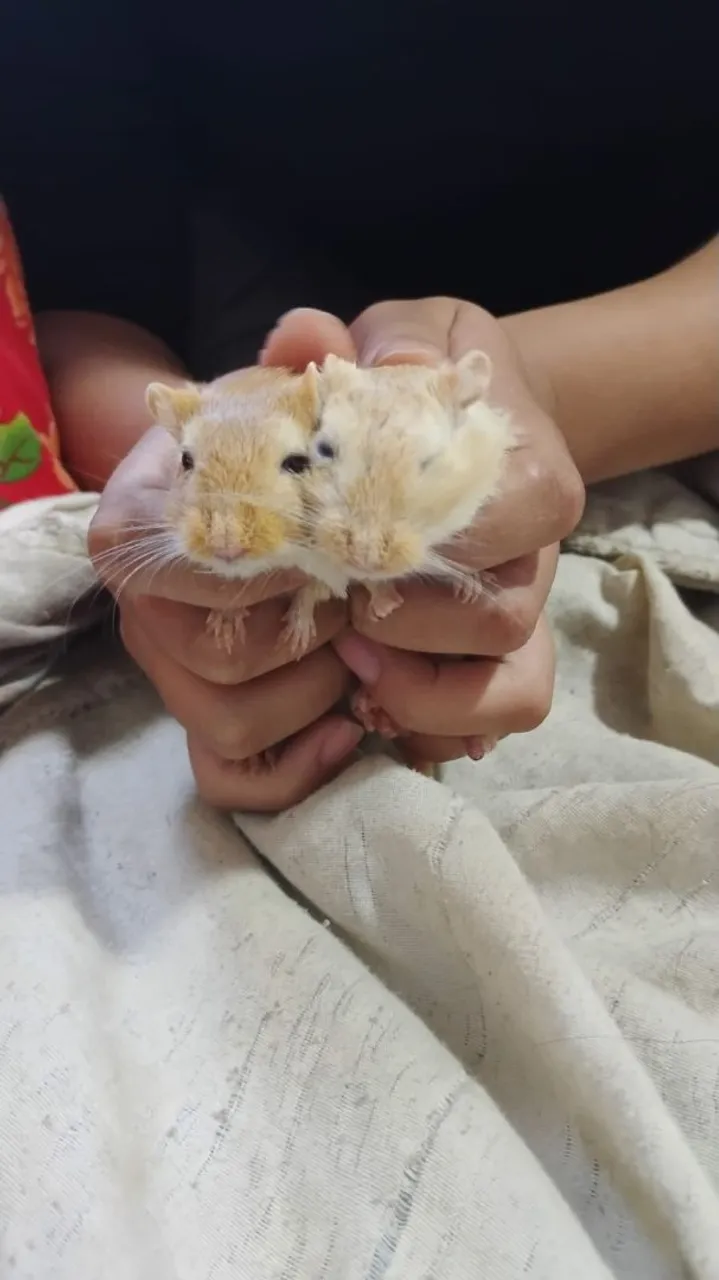 Gerbils