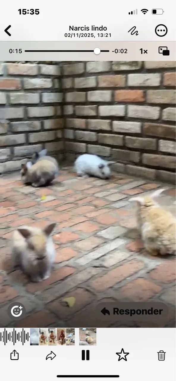 Coelhinhos64276693945603121