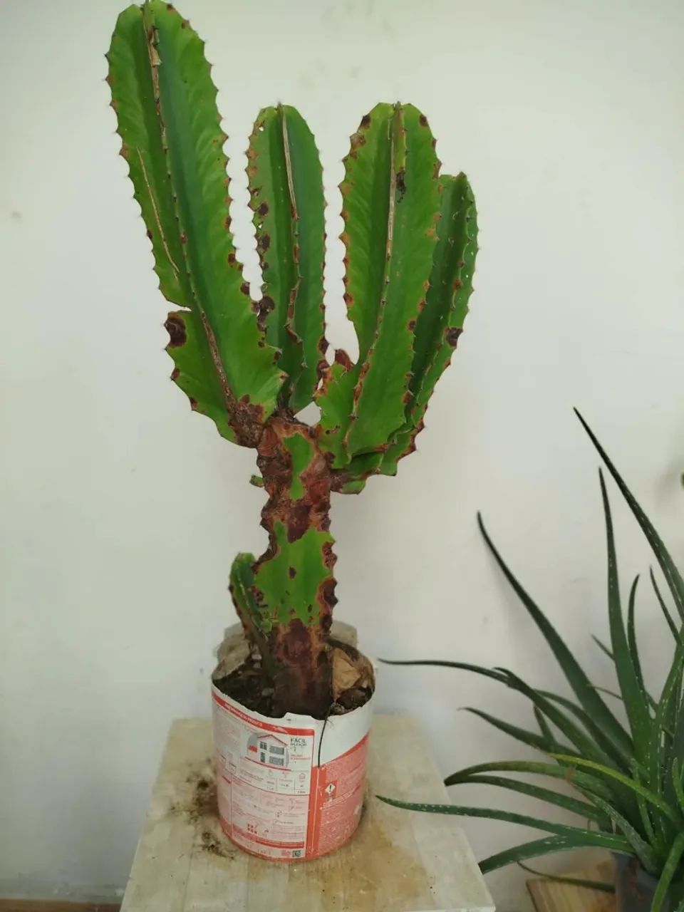 Cactos  - Foto 4