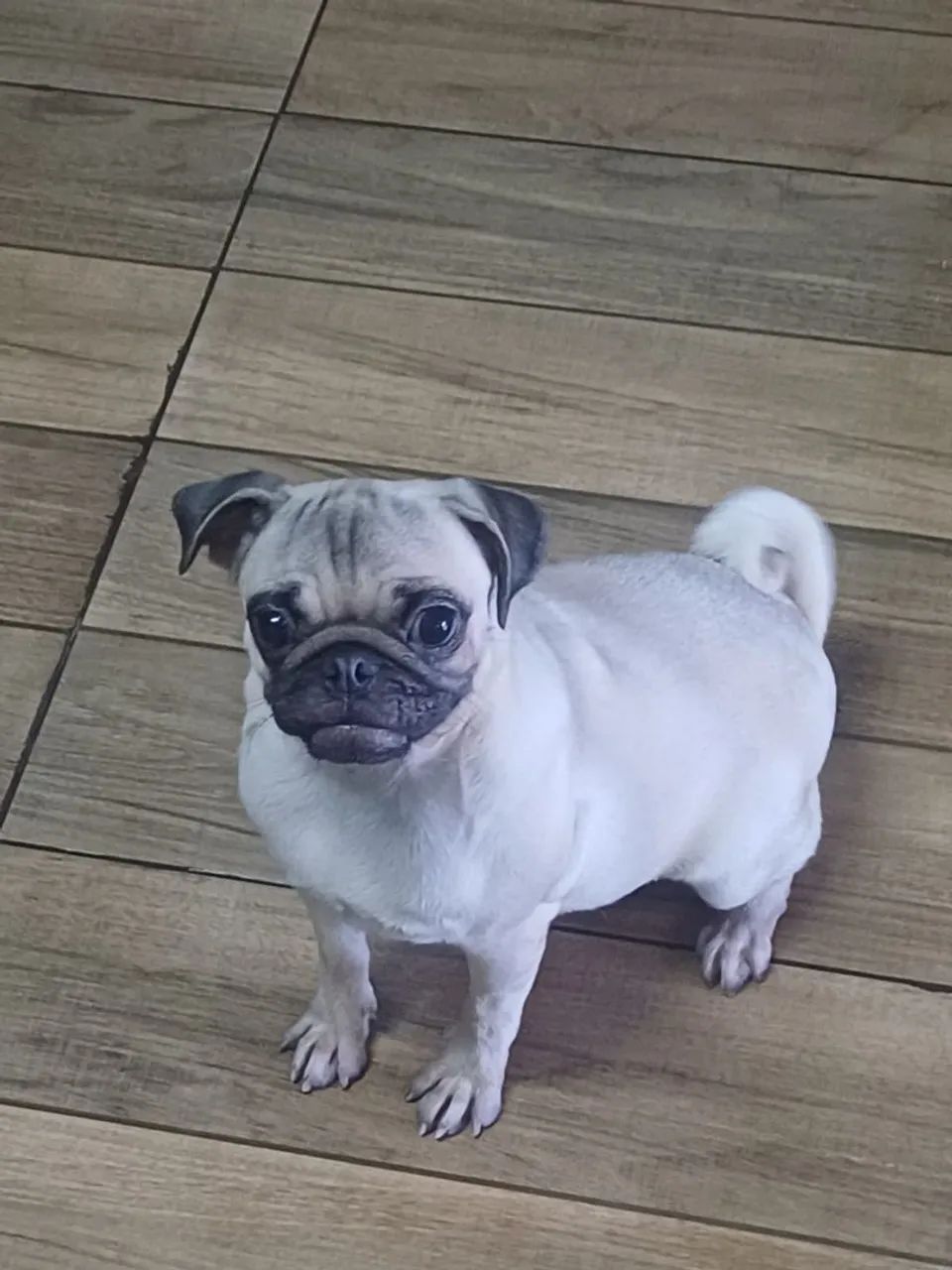 Pug  - Foto 3