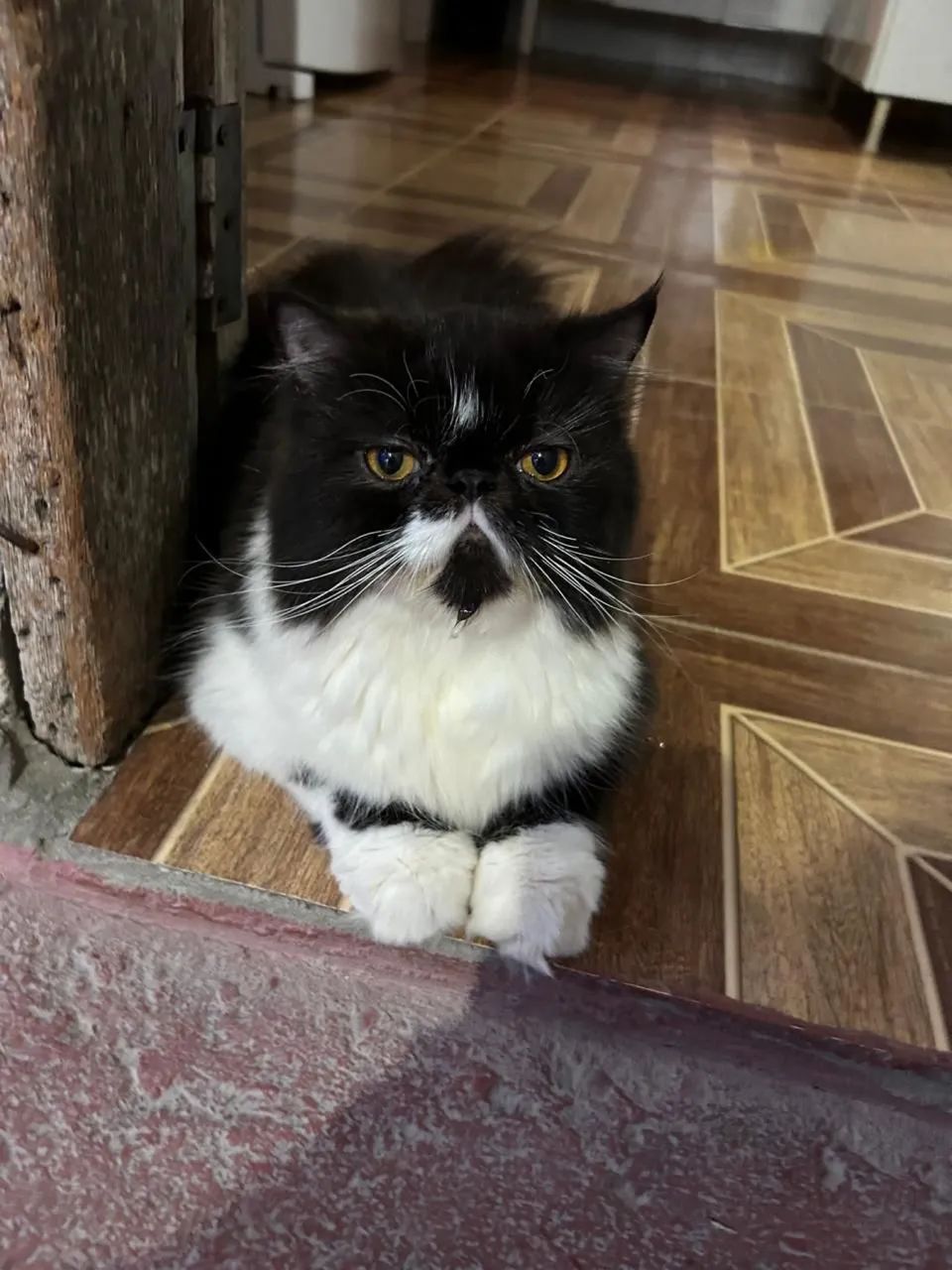 Vende se um gato persa - Foto 2