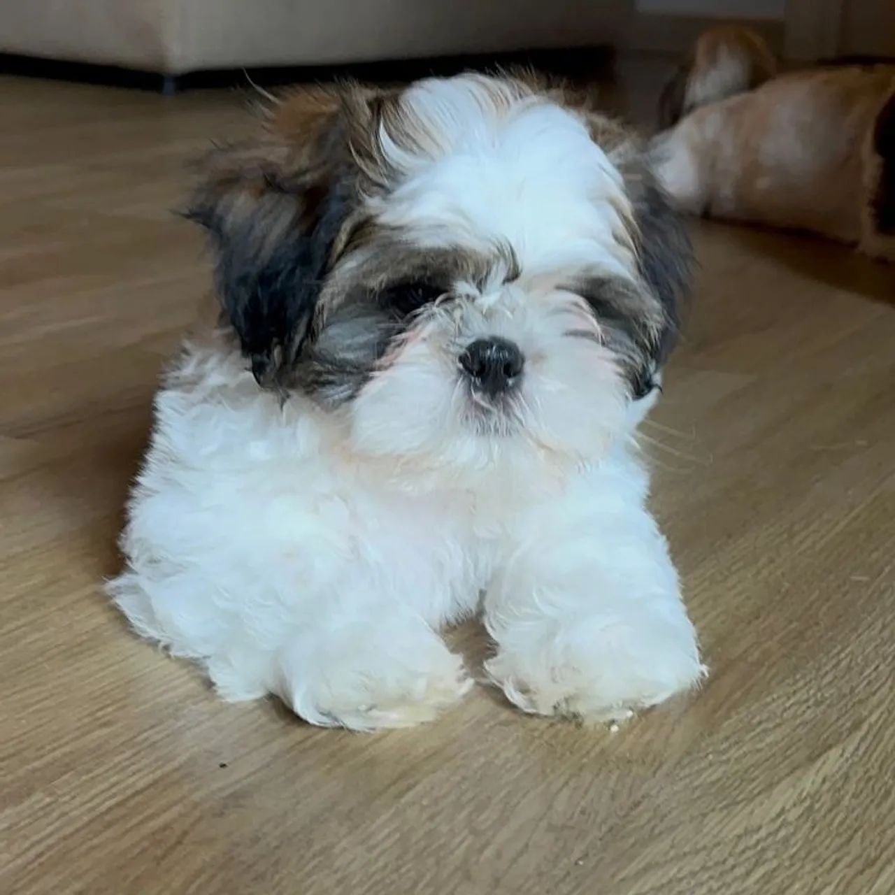 Shih Tzu lindo 
