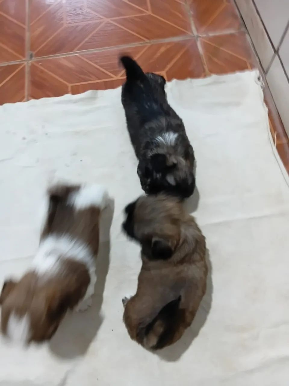 Shitzu  - Foto 4
