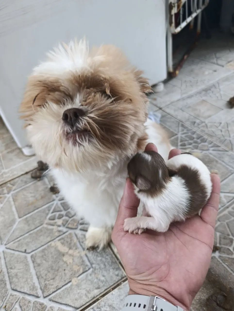 Cachorro  - Foto 4