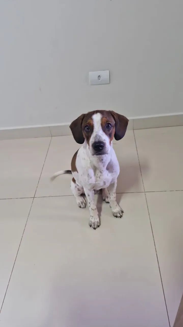 Doação de mestiço foxhound - Foto 3