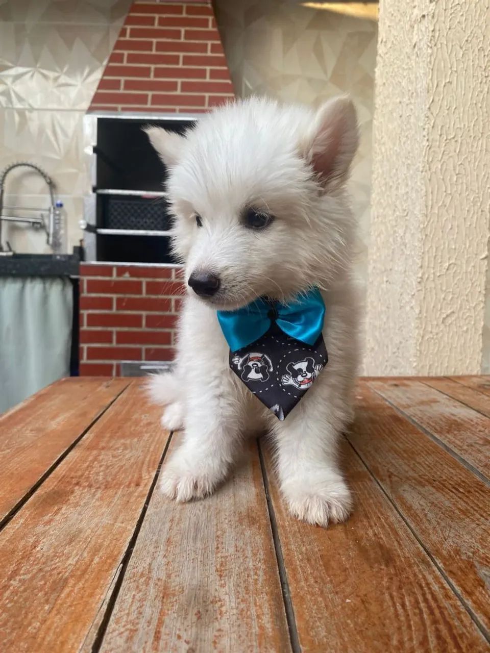 Husky siberiano - Foto 2