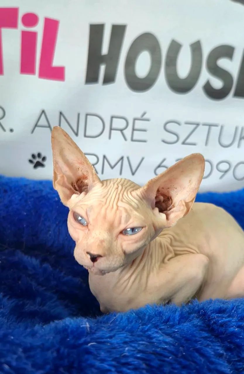 Sphynx machos lindíssimos  - Foto 3