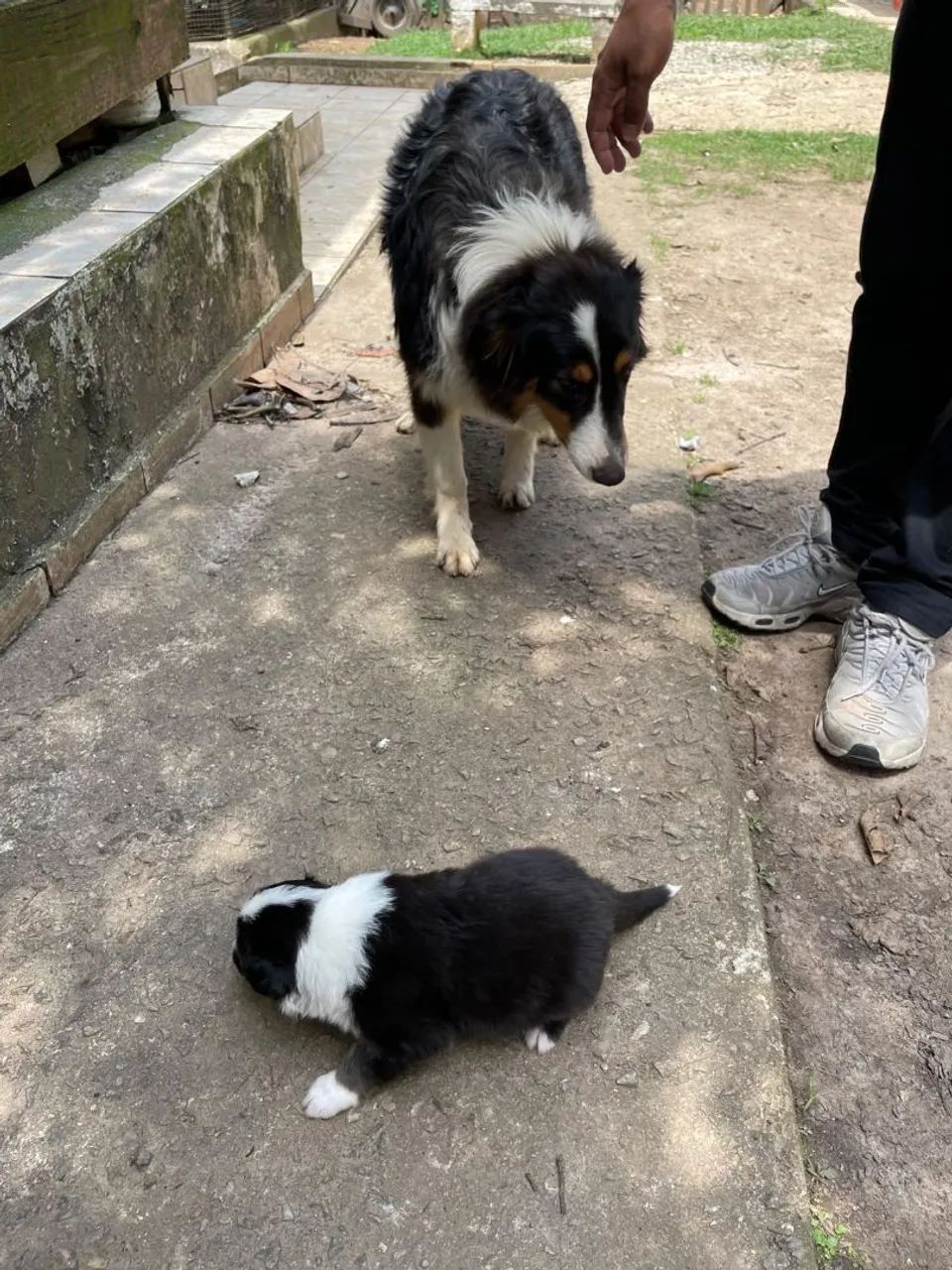 Collie - Foto 4
