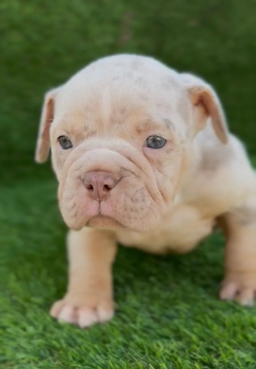 American bully macho 