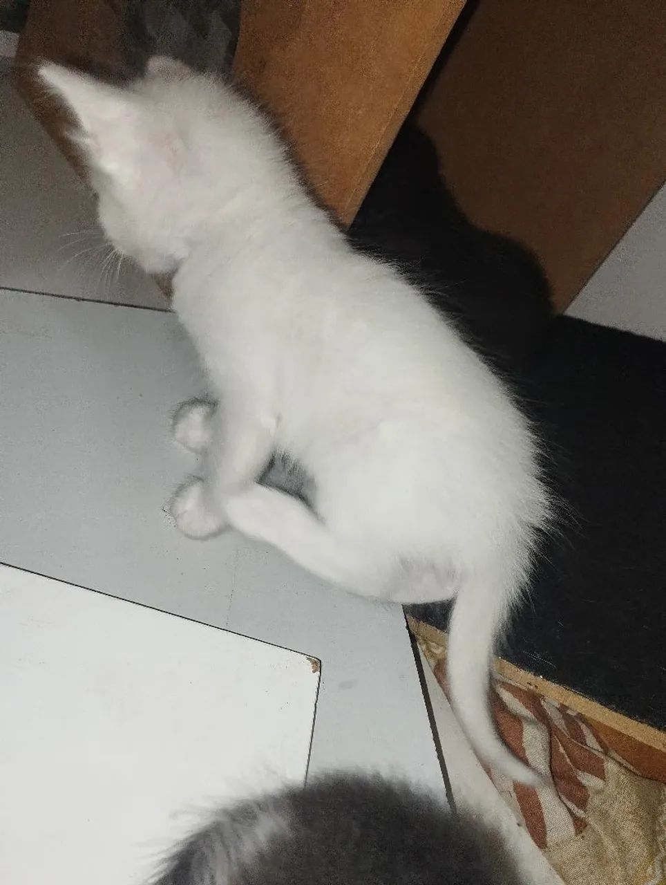 Doação filhotes de gatos - Foto 2