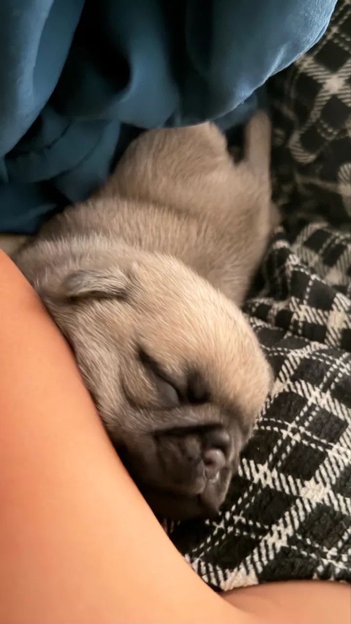 Filhotes de pug - Foto 3