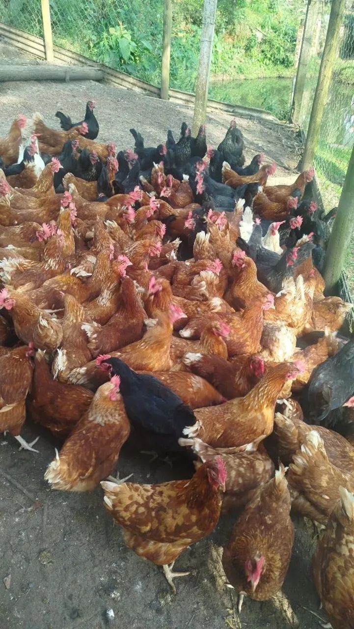 Galinhas 