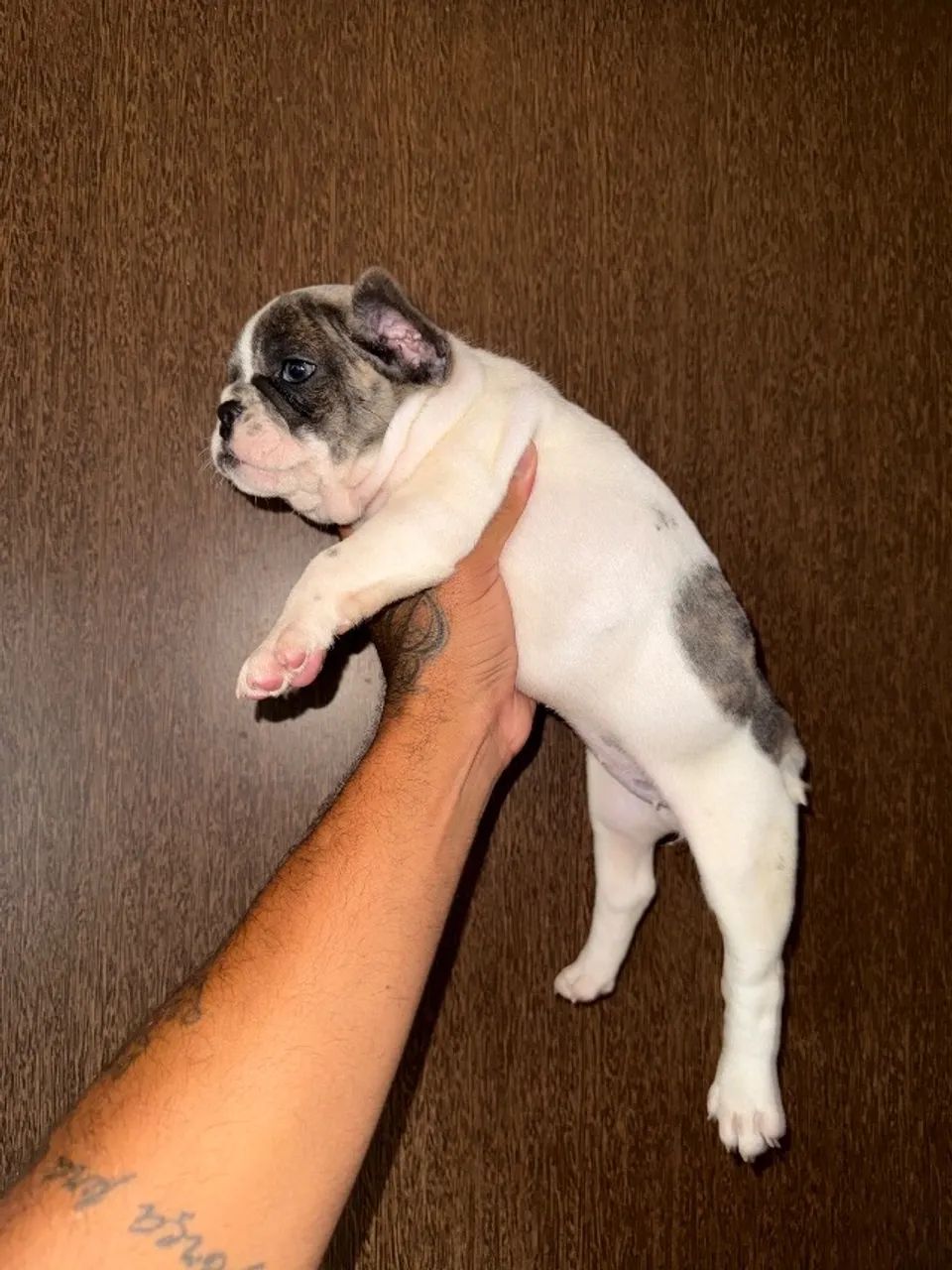 Bulldog francês  - Foto 3
