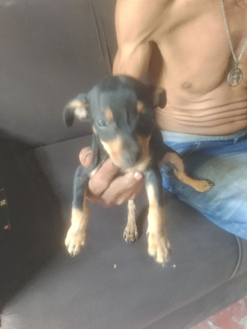 Cachorro pinscher fêmea numero 1 - Foto 3
