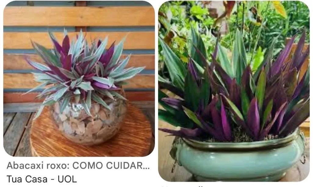 ABACAXI ROXO - Foto 2