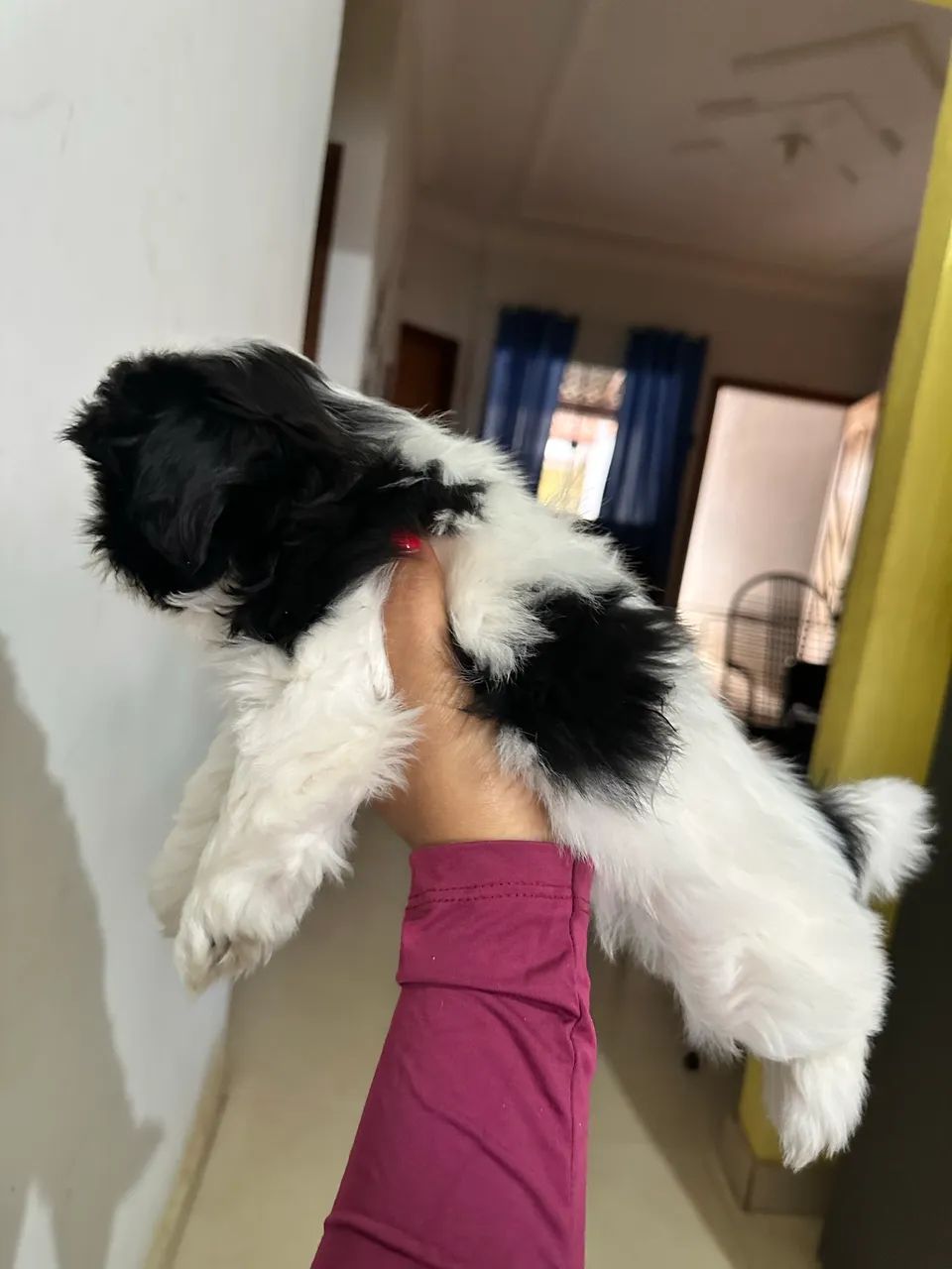 Shitzu macho  - Foto 2