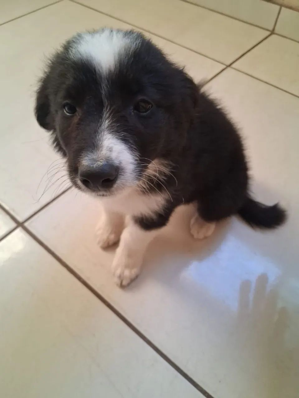 Border collie