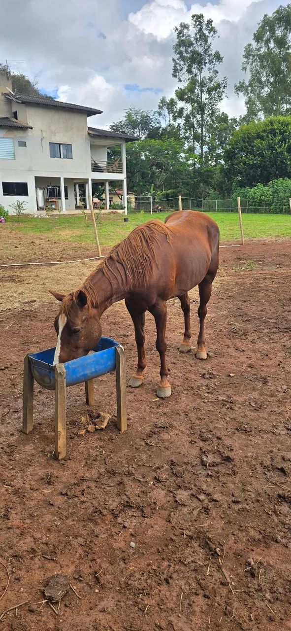 Egua quarto de milha 3 anos - Foto 6