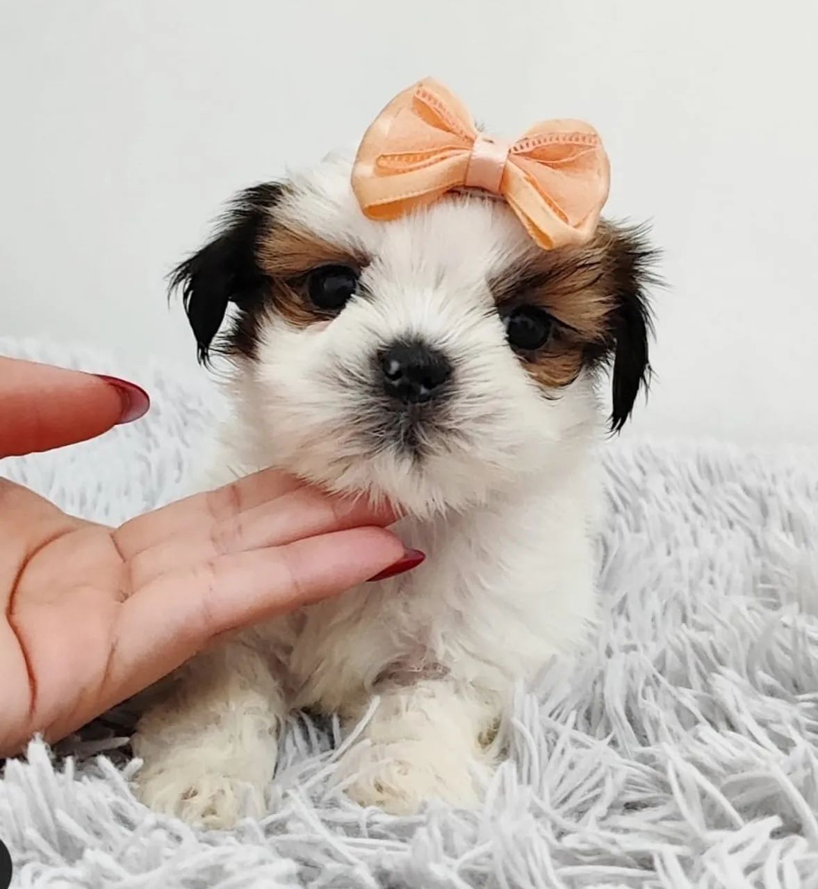 Shih tzu vendas Mini  - Foto 4