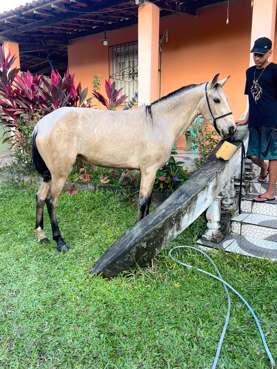 Potra pra venda - Foto 3