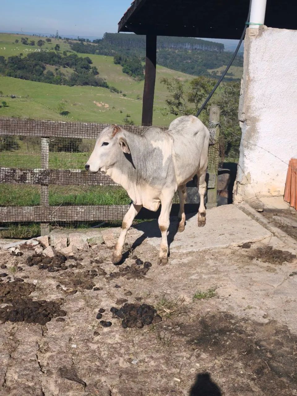 Bezerros macho - Foto 2