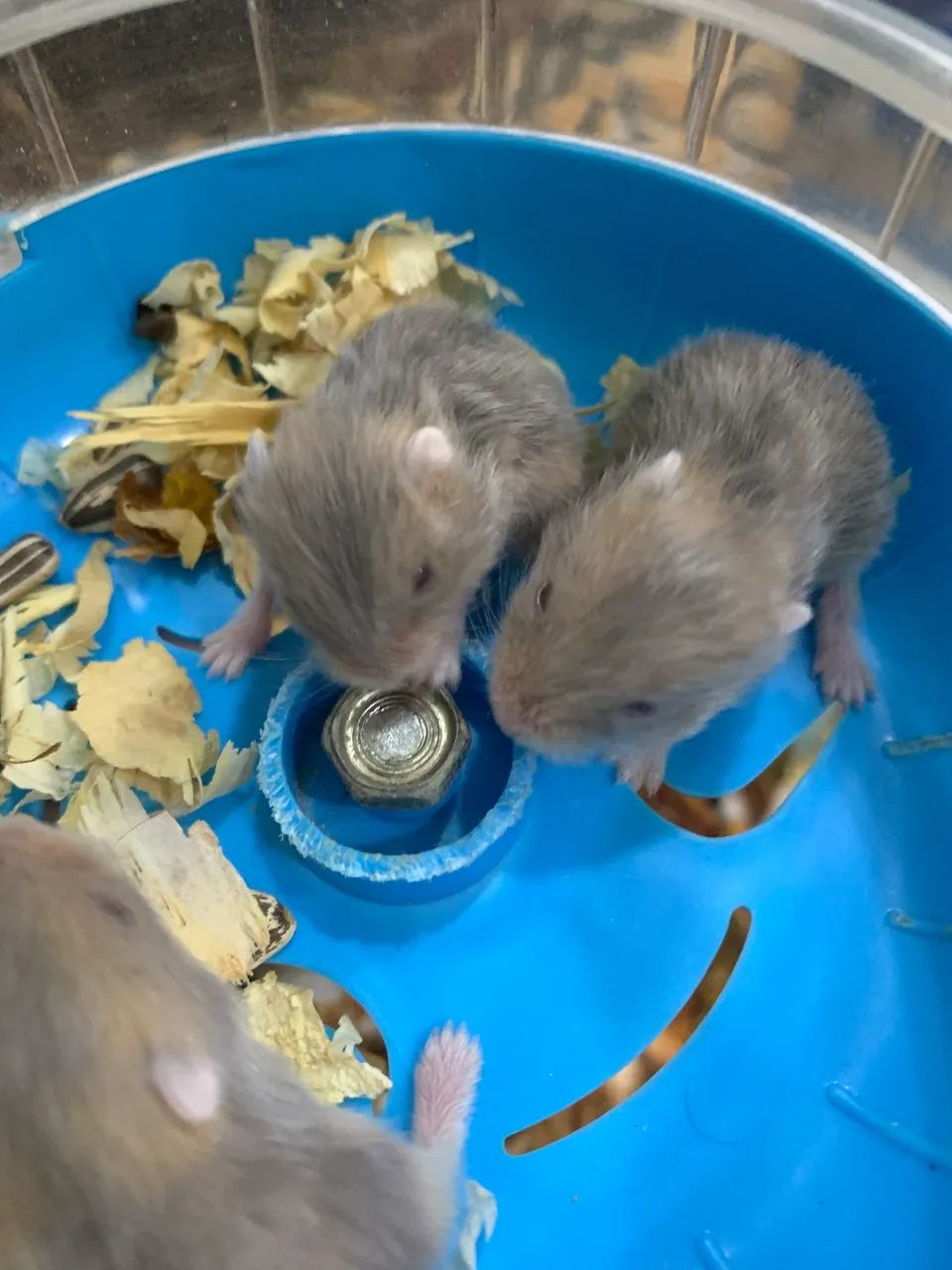 Vendo filhotes de hamster anão russo  - Foto 4