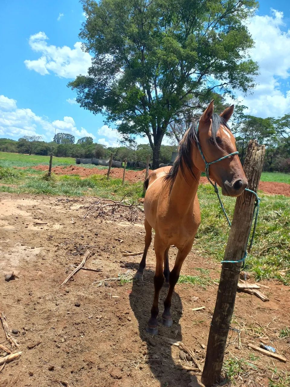 Vendo cavalo - Foto 2