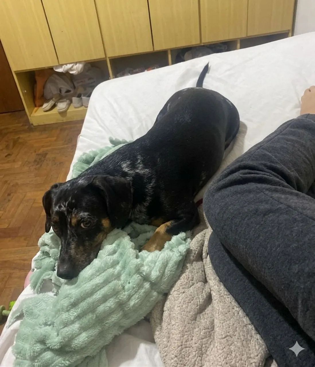 Hospedagem domiciliar pet  - Foto 4