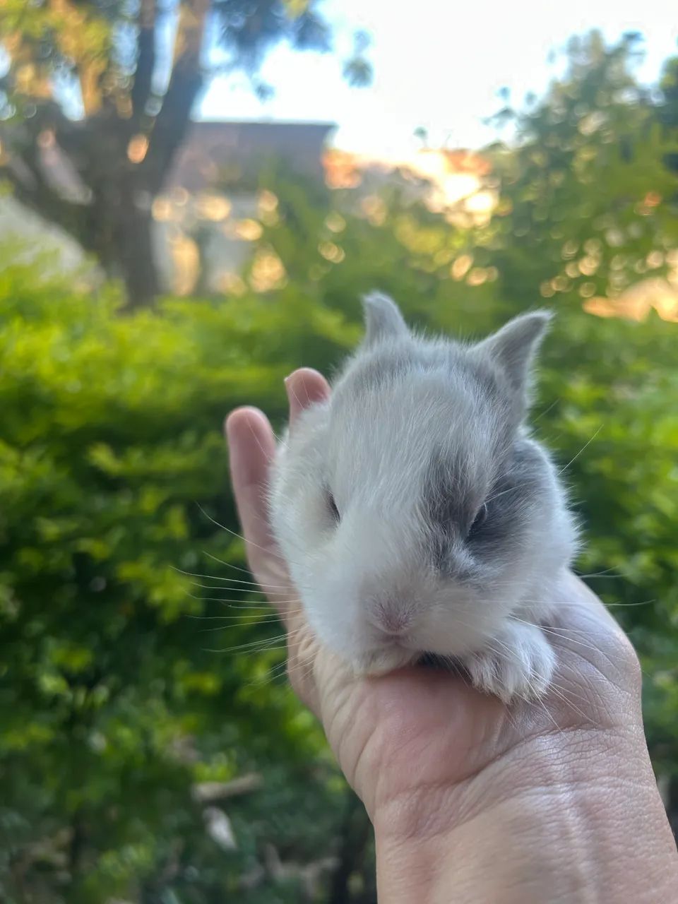 Coelho Mini Fuzzy Lop 