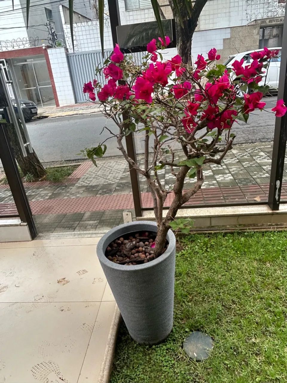 Buganvile planta com vaso