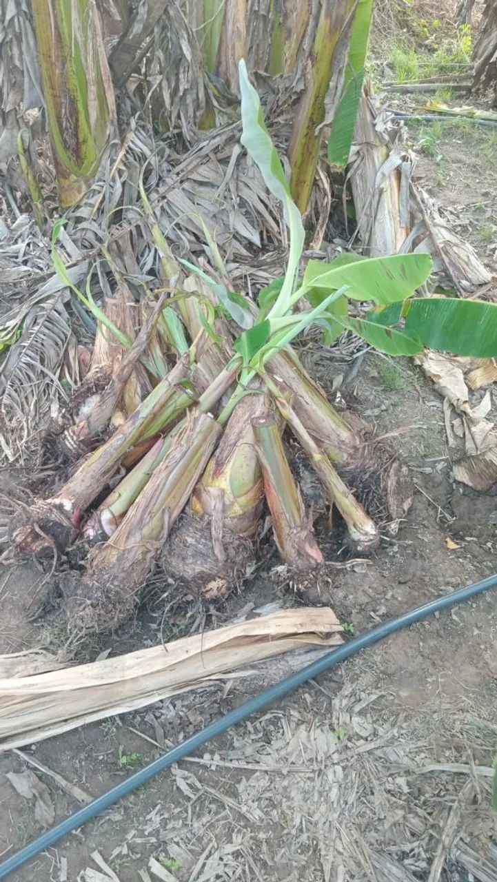  mudas de Banana Pacovan 