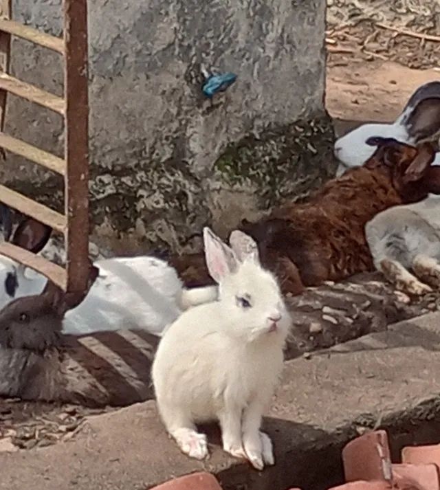 Coelhos - Foto 2
