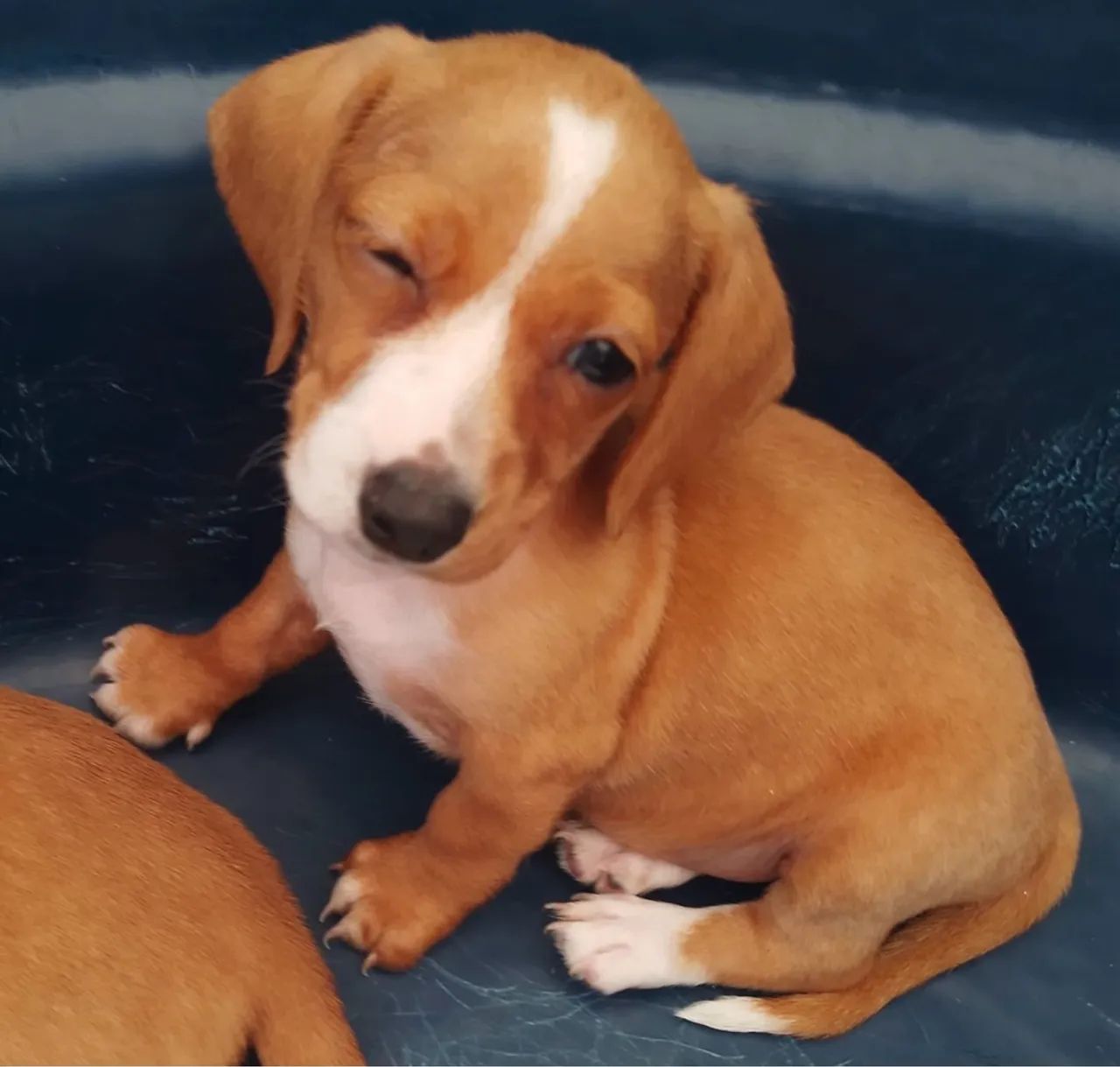 Dachshund - Foto 3