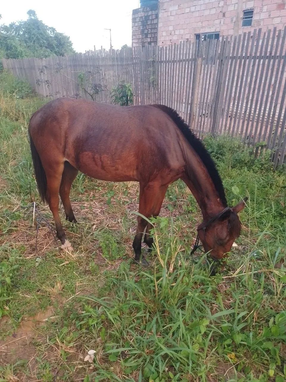 Vende-se polda de 2 anos e meio 