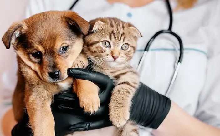 Consulta Veterinária Online/Presencial.