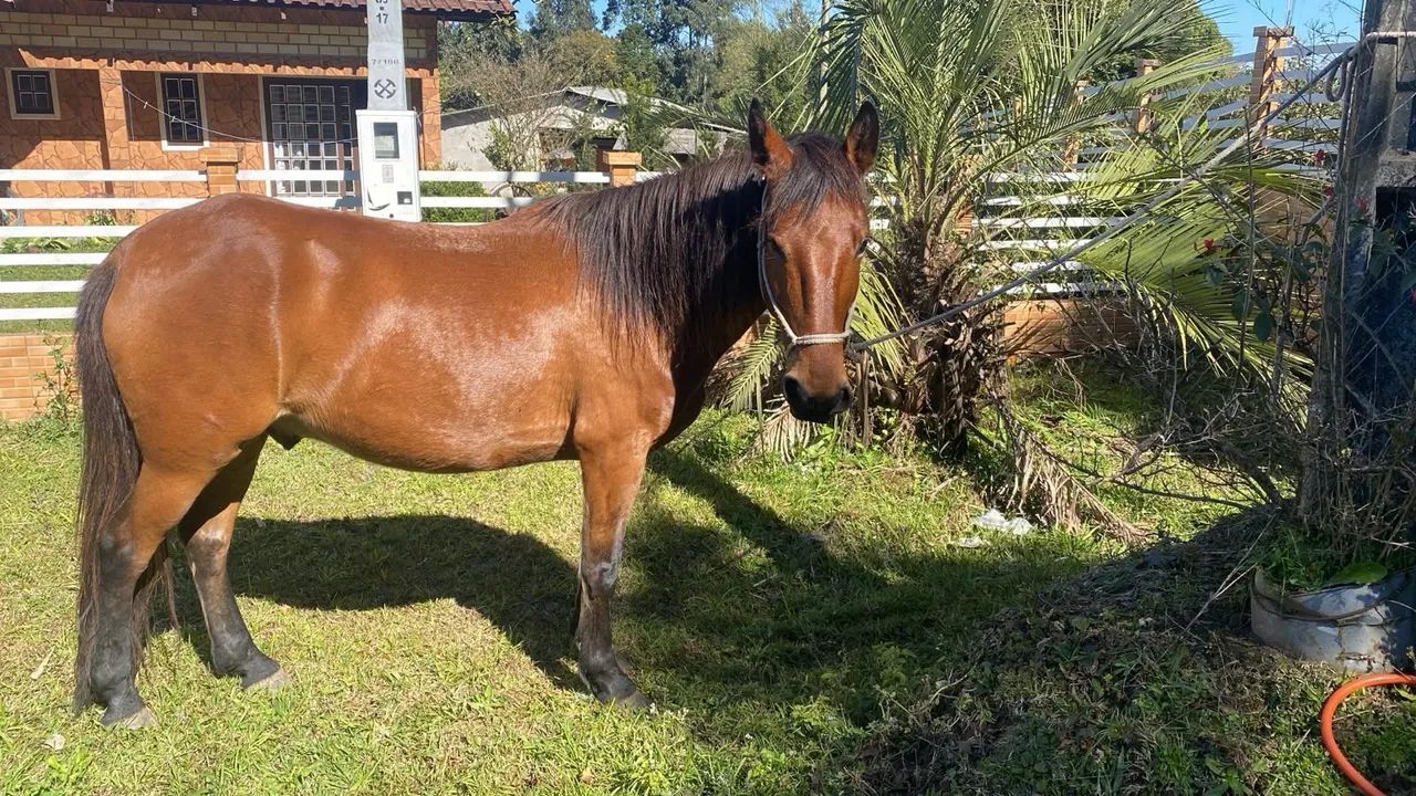 Cavalo  - Foto 2