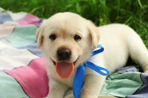 Belos filhotes de labrador  - Foto 2