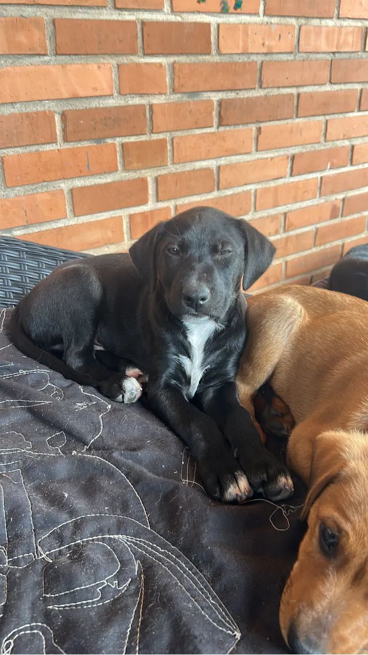 Doação cachorro  - Foto 3