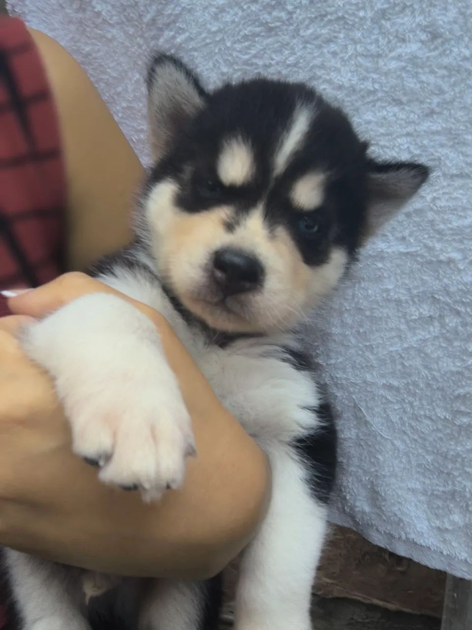 Filhotes de husky siberiano - Foto 5